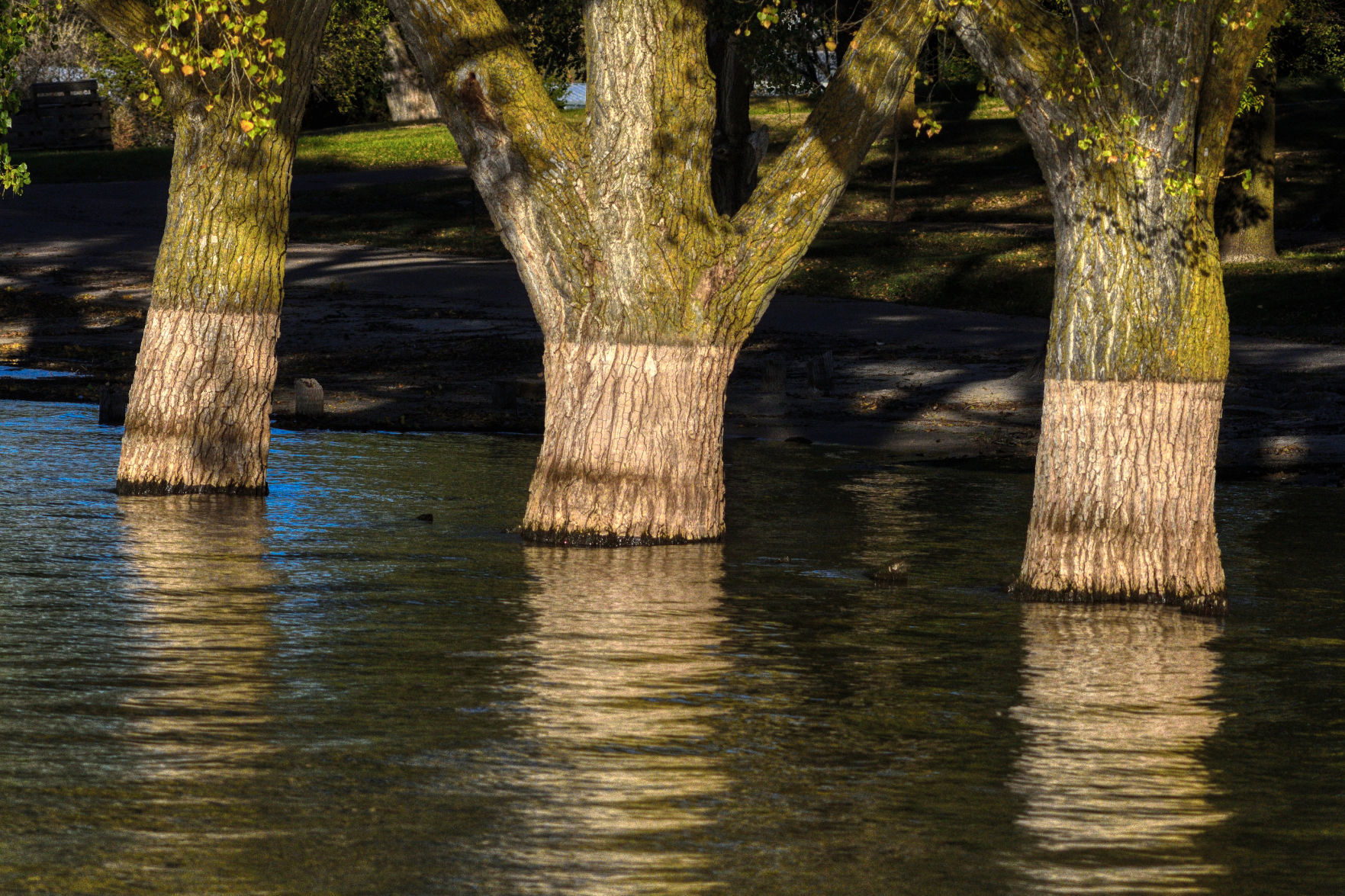 Harlan trees in water_00001_01 toned
